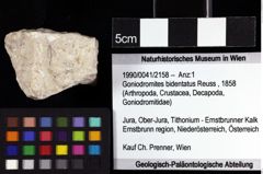 Foto (Objket + Etiketten) von Goniodromites bidentatus (Reuss, 1858) 